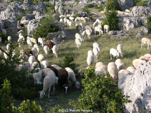 Les Chemins de Saint-Jacques de Compostelle" - "Larzac