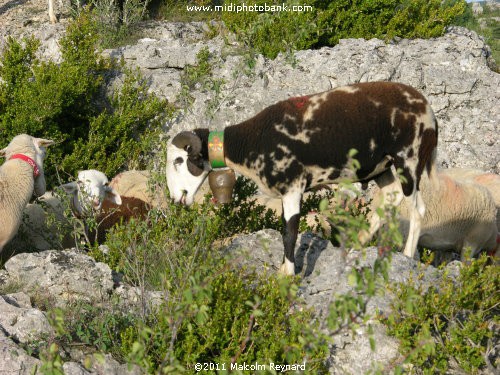 Les Chemins de Saint-Jacques de Compostelle" - "Larzac