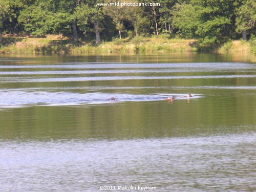 Montagne Noir - Lac de St Denis