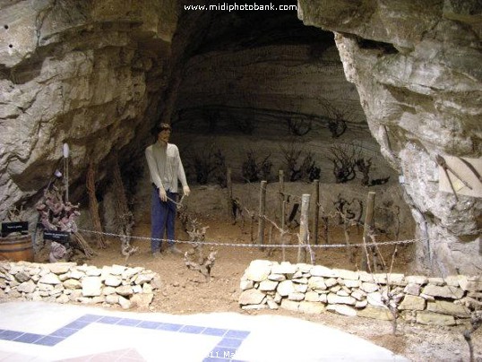 A Corbières experience - "Terra Vinea"