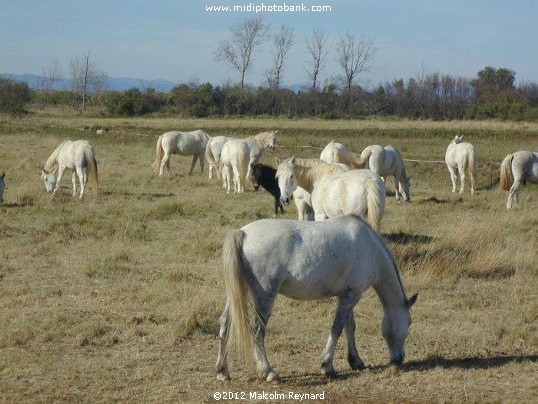 "Ranch" Horses overwintering on the Garrigue near Serignan Plage