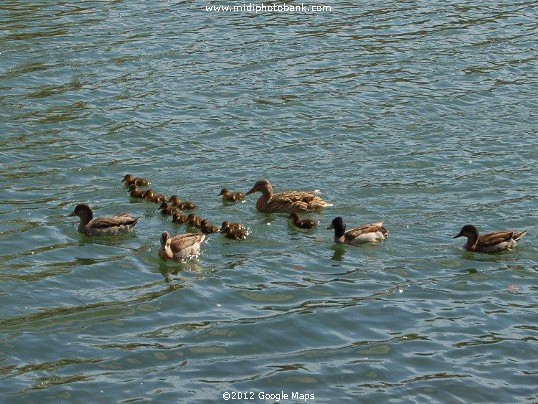 Ducks on the Orb river