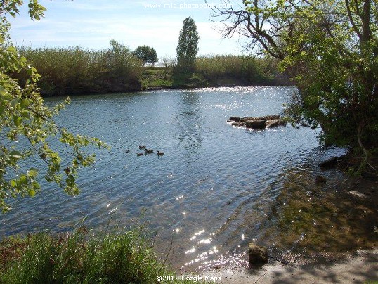 Ducks on the river Orb