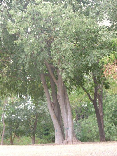 Isle de Tabarka - an island on the River Orb, near Béziers