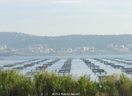  Etang de Thau - Séte