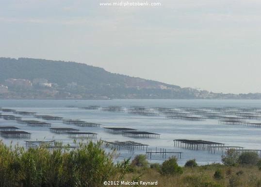  Etang de Thau - Séte