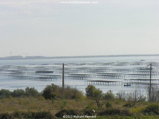  Etang de Thau - Séte