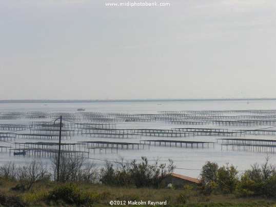  Etang de Thau - Bouzigues