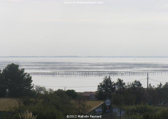  Etang de Thau - Bouzigues