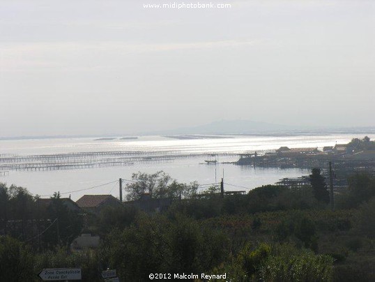  Etang de Thau - Bouzigues