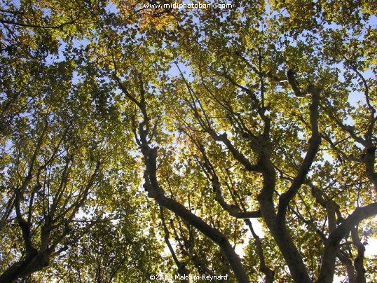  Autumn Light - Béziers