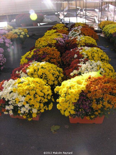 Béziers - La Toussaint - All Saints Day