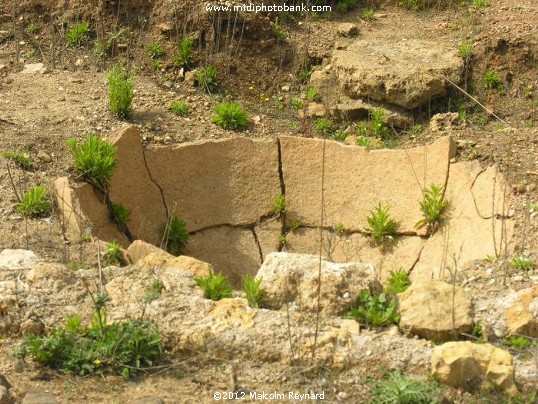 The oldest “Wine Domaine” in France