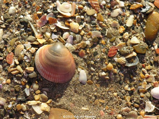 Midwinter - "On the Beach" at Sérignan Plage