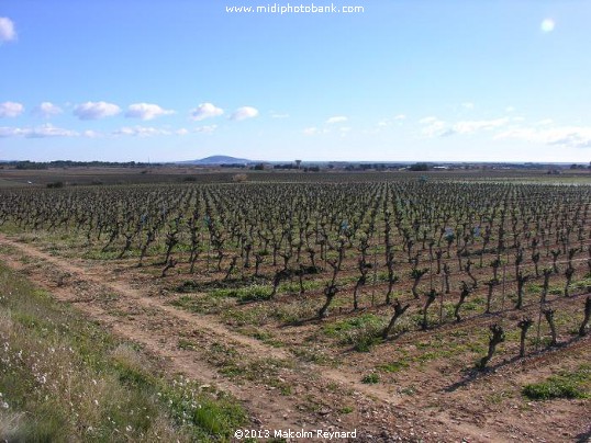 Chemin de Compostela - Pinet à St Thibéry sur Lo Camin Romieu
