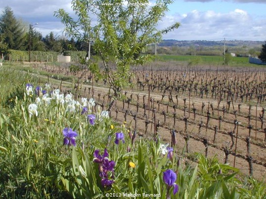 Wild Iris in a Vineyard near Béziers