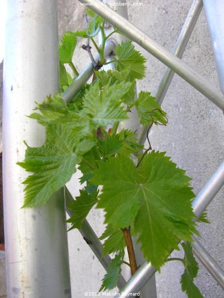 Guernsey "Cannon Hall" Grape Vine